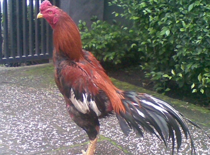 Kisaran Harga Ayam Bangkok Asli Bulan ini 2017