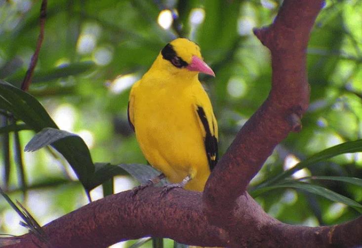 Characteristics Of Kepodang Bird And Its Complete Treatment