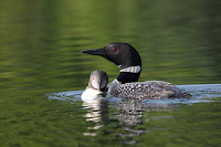 Common loon and immature – Blue Sea Lake, QC – photo by Cephas