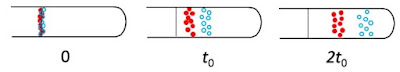 Bands of particles in either a centrifuge or electrophoresis experiment, where the particles move linearly with time but their diffusion increases as the square root of time.