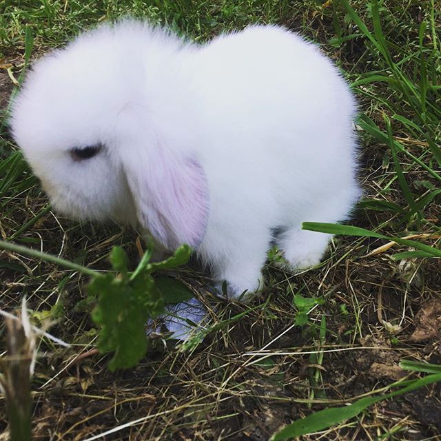 hollanda lop tavsani hollanda lop