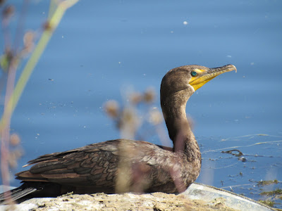 double-crested cormorant