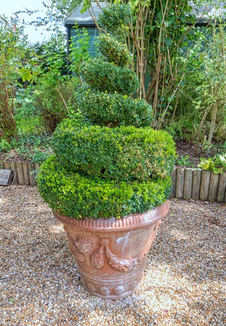 Xtremehorticulture Of The Desert Euonymus Plants Have White Spots