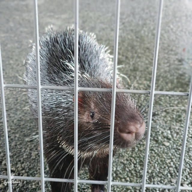 Landak Raya (Malayan Porcupine) Hystrix Brachyura