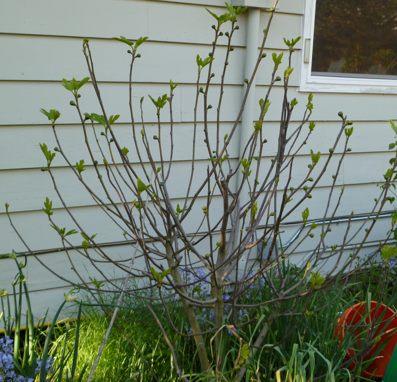 Daniel's Pacific NW Garden: Backyard Orchard Progress Report