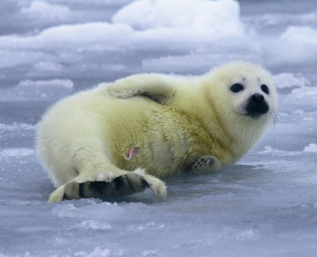 Зеленец — новорожденный детеныш гренландского тюленя. Его мех имеет слегка зеленовато-желтый оттенок. Через несколько дней он превратится в белоснежного мехового пупса.