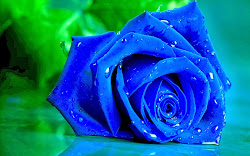 rose wallpapers flowers roses mean does language cut question naughtiness