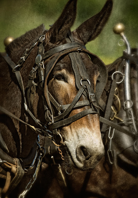 Dan Routh Photography: Mules in Harness