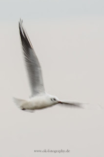 Naturfotografie Wildlifefotografie Strand Sahlenburg