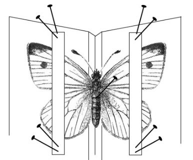 Setting/ spreading –