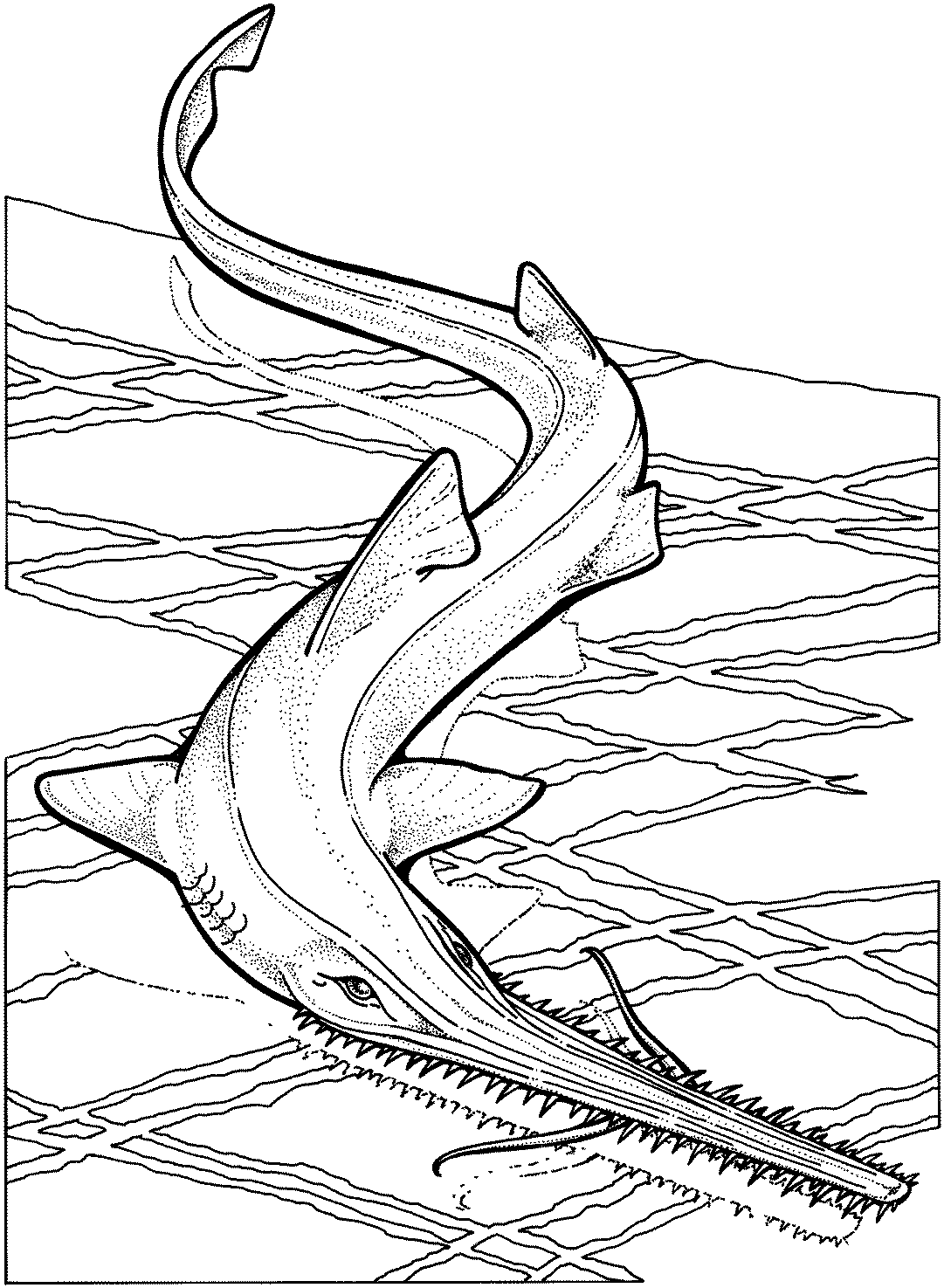 Coloring Pages: Shark Coloring Pages Free and Printable