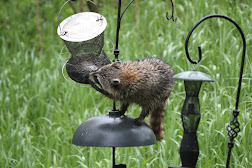 Racoon raiding the feeders