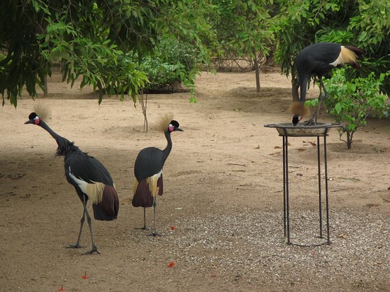Parc, animaux, visite, tourisme, sauvage, oiseaux, LEUKSENEGAL, Dakar, Sénégal, Afrique