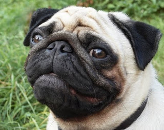 pug.jpg