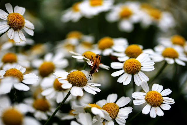 Insect on Daisies ~ Photo by ChatterBlossom #Daisy
