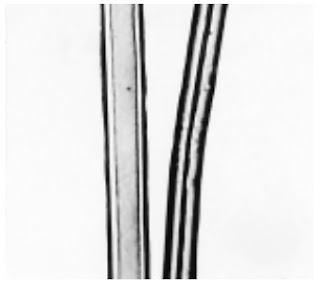 Longitudinal-View-500X-phormium-fibre