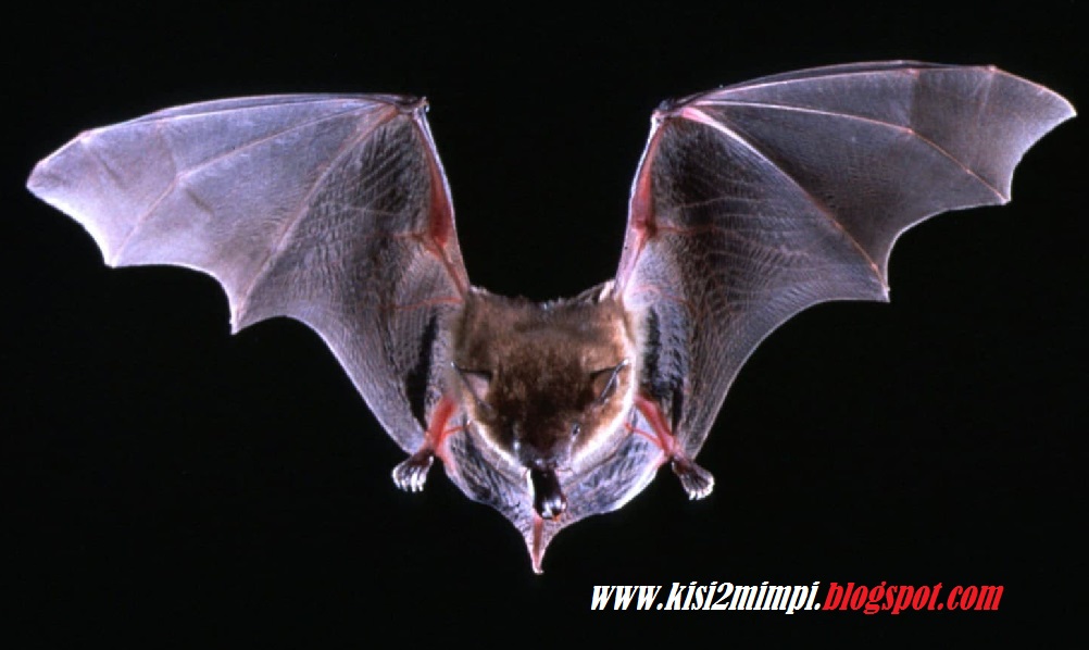 9+ Apa Artinya Mimpi Digigit Kelelawar