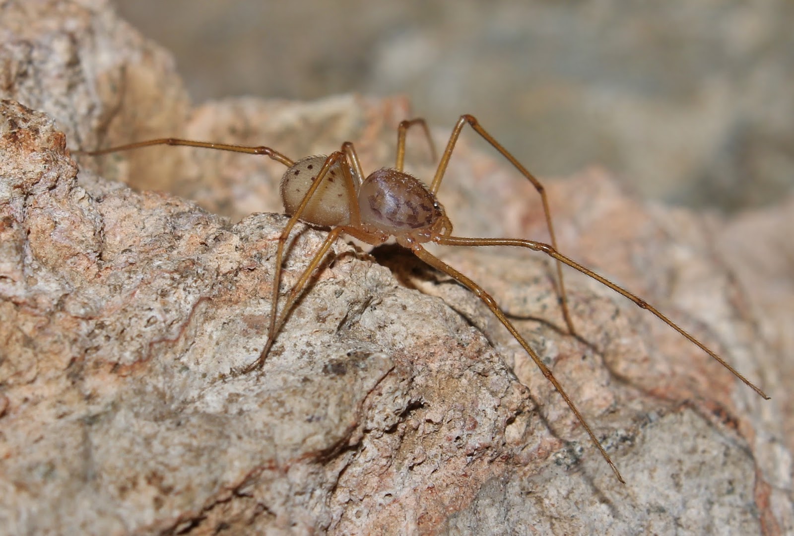 Biodiversity of Cyprus by NGO Protection of the Natural Heritage and