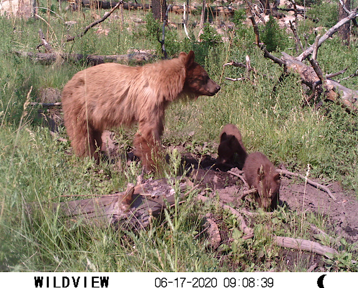 Southern Rockies Nature Blog Skinny Mom, a "Cinnamon" Bear