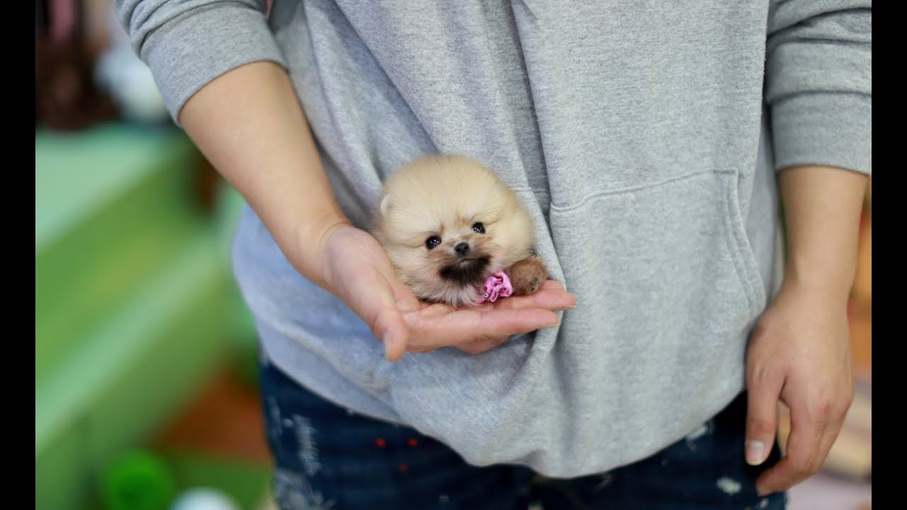 Where To Buy Teacup Pomeranian Puppies