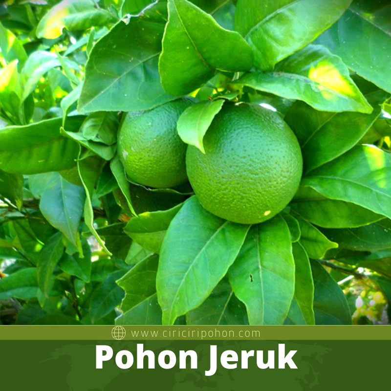 Pohon Jeruk