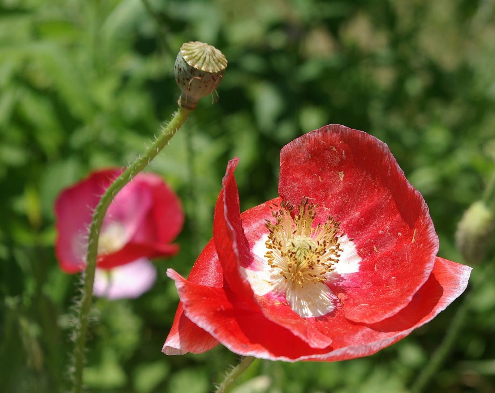 sweetbay 'Mother of Pearl' Poppies
