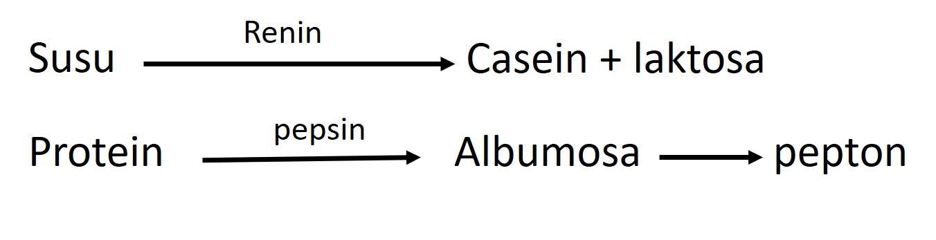 Brain metabolism. Ace angiotensin-converting enzyme. Ace angiotensin-converting enzyme. Альдостерон картинки. Prod renins.
