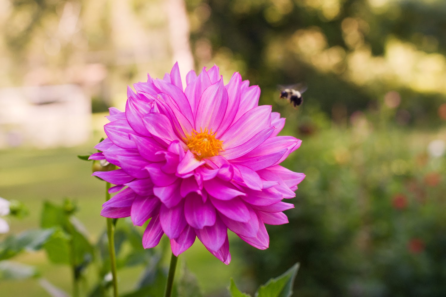 Flowers by Busy B: end of summer, beginning of dahlias