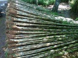jual pohon bambu jepang jual pohon bambu jepang