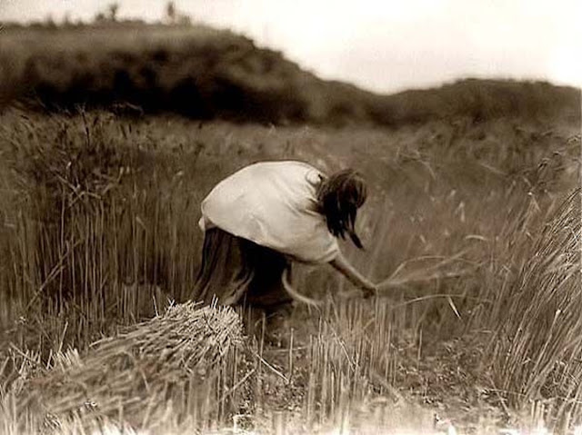 Апачи: земледелие (фото 1906-1907 года)