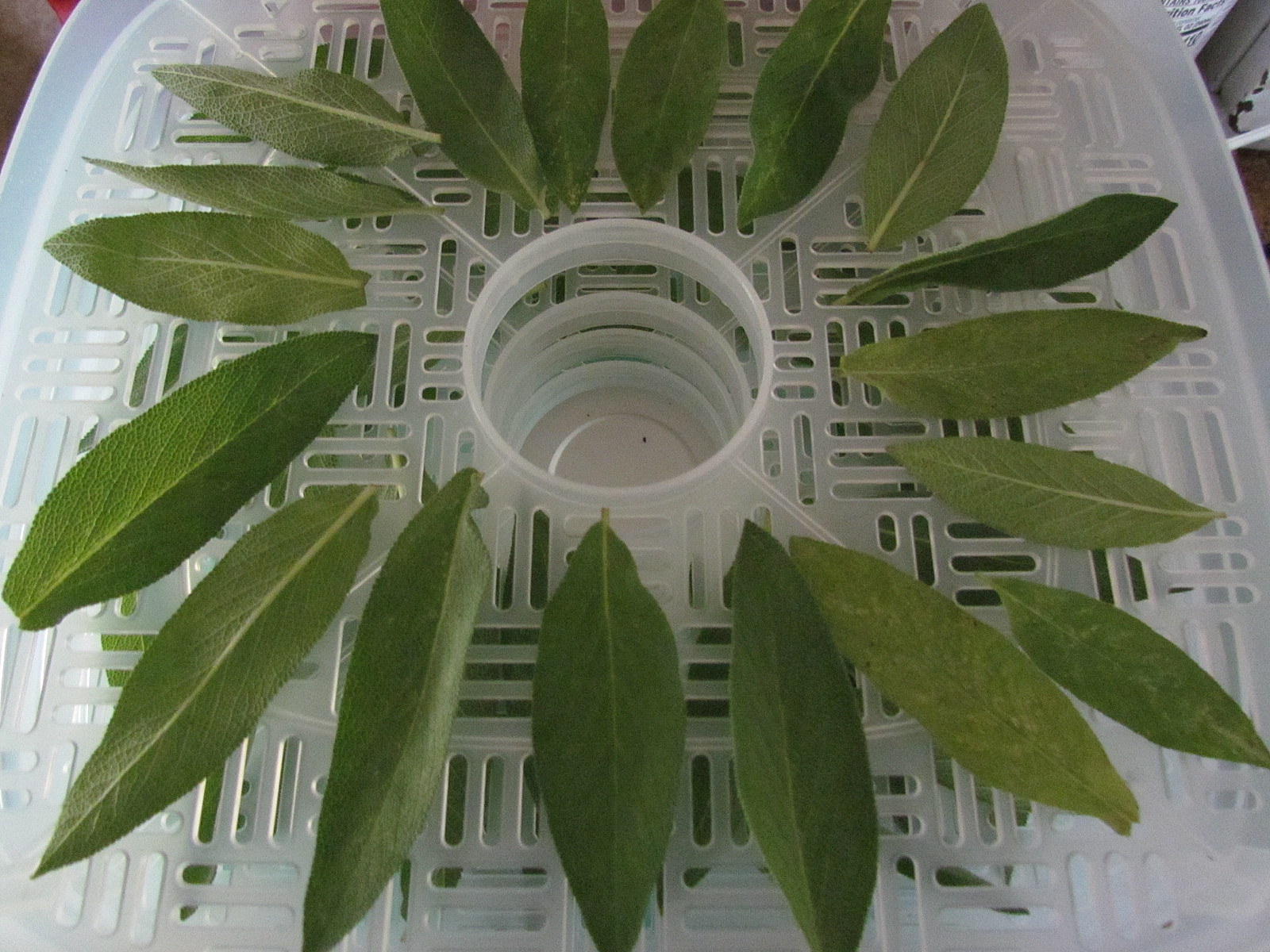 Pioneer Woman at Heart More Blooms Dehydrating Sage From Pile to File