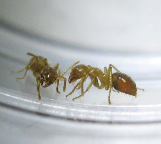 Workers of Lasius ant