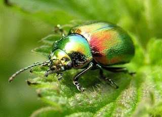 INSECTOS QUE PARECEN JOYAS: INSECTOS PARA COLECCIONAR