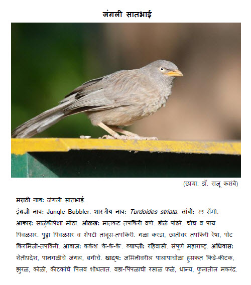 Maldhok Pakshi Information In Marathi World Tourist Destinations: Bird information in marathi