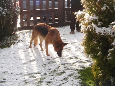 Tosa descubre la nieve