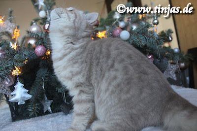 fawn silver tabby spotted BKH 