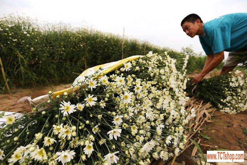 Trắng tinh khôi cúc họa mi trong chớm đông Hà Nội Trắng tinh khôi cúc họa mi trong chớm đông Hà Nội