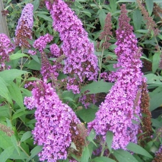 Flore En Valois Arbre Aux Papillons Buddleja Davidii Empire Blue