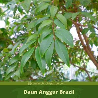 Ciri Ciri Daun Anggur Brazil