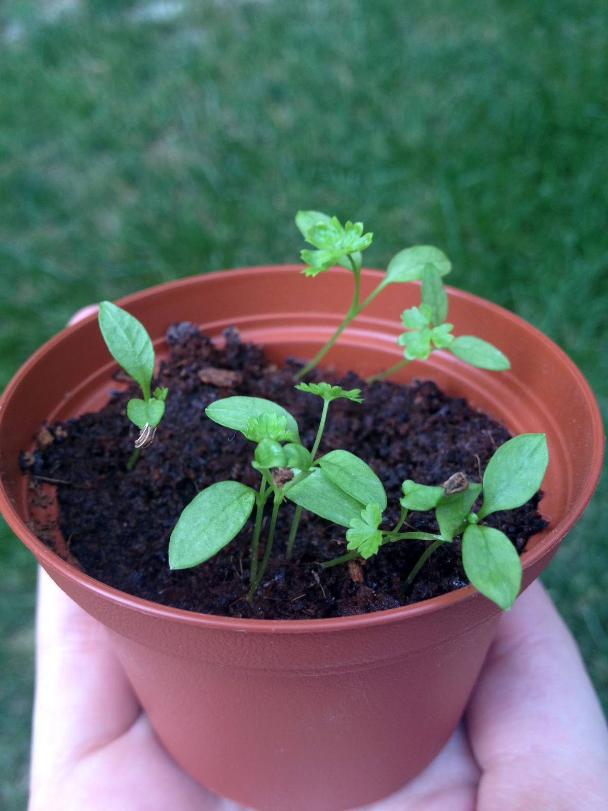 Starting Small and Growing Tall Parsley from Seeds