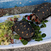 Tortoise Spotlight One: Archie Tortoise