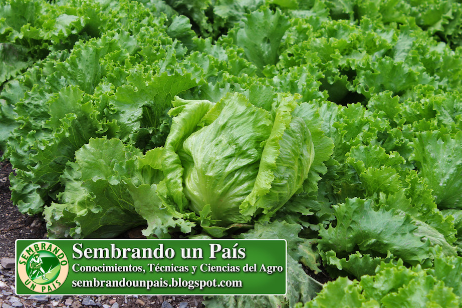 lechuga repollada en campo