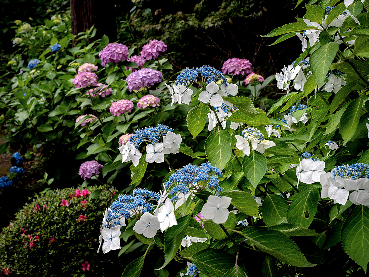 FROM THE GARDEN OF ZEN Ajisai (Japanese hydrangea) flowers Engakuji