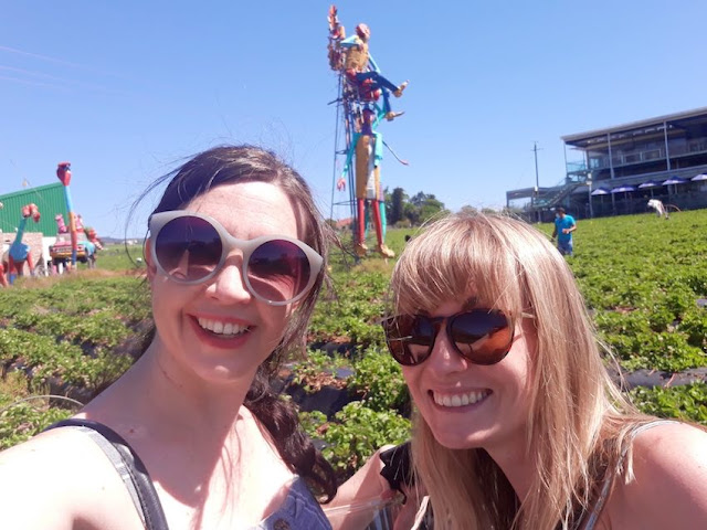 Strawberry picking Mooiberge, Stellenbosch