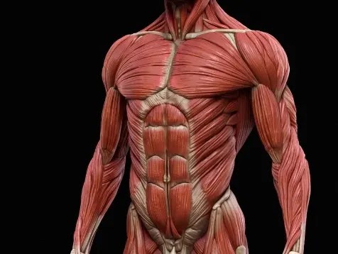How fast do you lose muscle? How fast do you lose muscle?