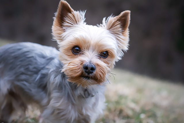 Yorkshire Terrier - All About Dogs