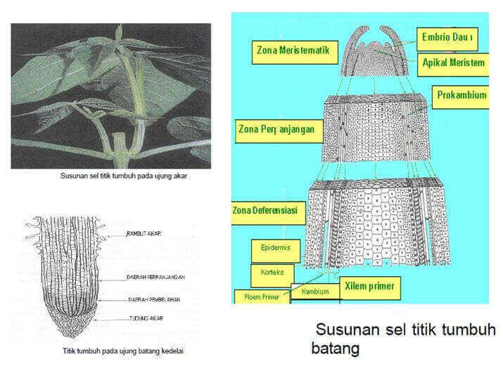 Pengertian Dan Perbedaan Pertumbuhan Dan Perkembangan Pada Tanaman Agro Eksplor Pengertian Dan Perbedaan Pertumbuhan Dan Perkembangan Pada Tanaman Agro Eksplor