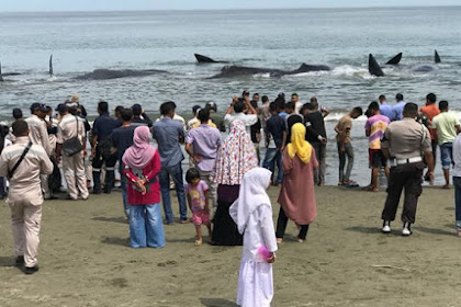 Rombongan Paus, Peringatan Tsunami dan Pesan Berantai Atas Nama Ulama Aceh