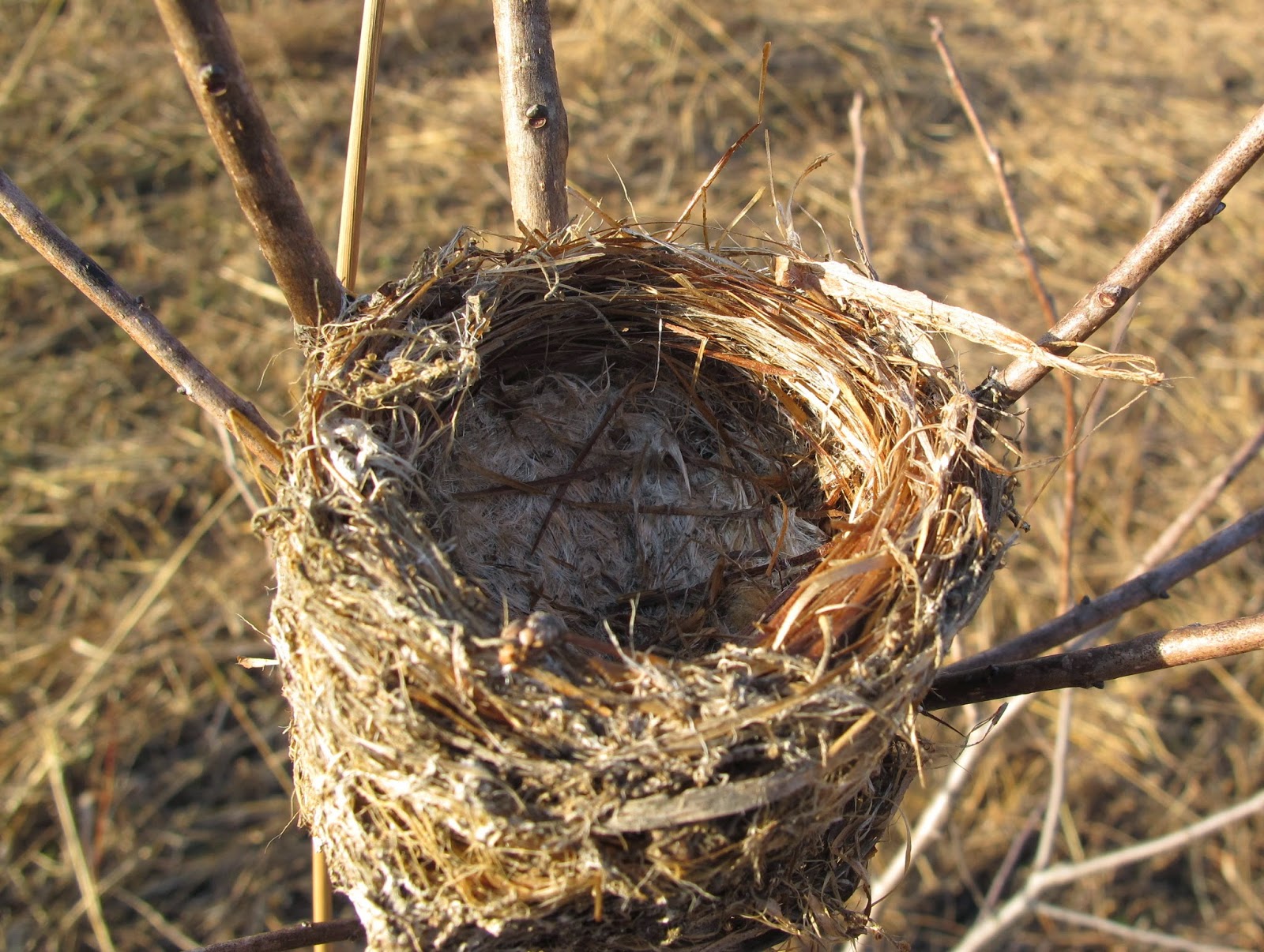 Blue Jay Bird Nest Image