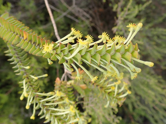 Struthiola argentea Struthiola argentea